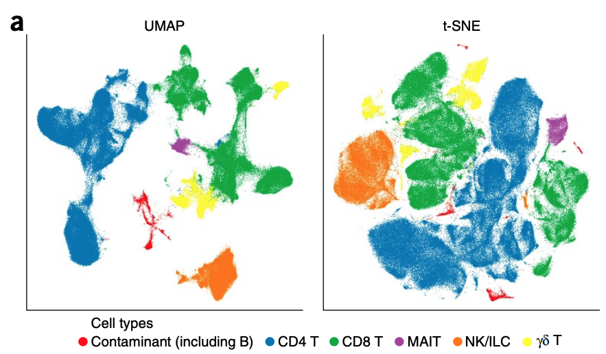 UMAP visualization in single-cell analysis
